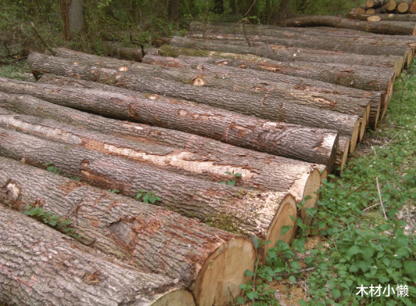 东启网 欧洲的“趁势而上”, 能否“支棱”起中国橡木市场?